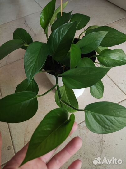 Сциндапсус зелёный