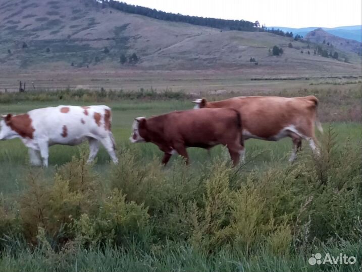 Корова телята и бычки