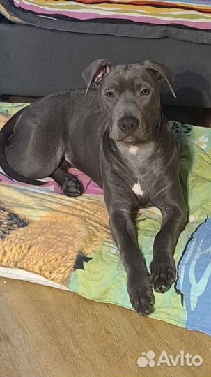 Питбультерьер