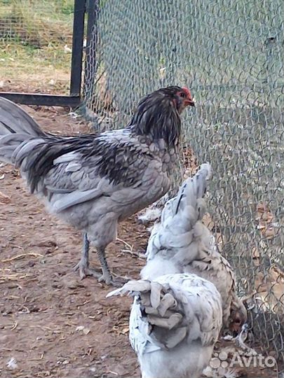 Петухи Амераукана