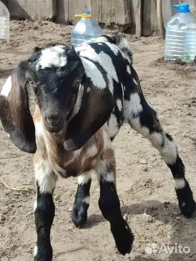 Нубийские козочки