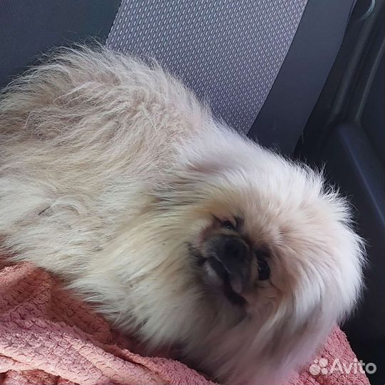 Вязка пекинес королевский