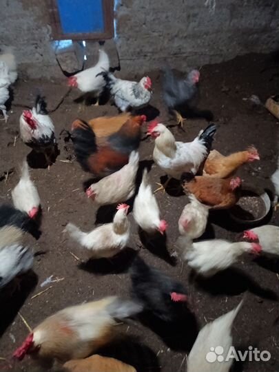 Молодые петухи