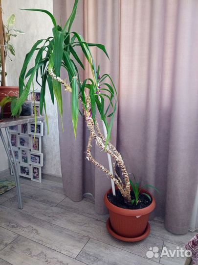 Цветы офисные