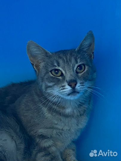 Амелия мечтает стать домашней и любимой