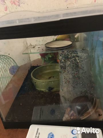 Передержка кошек в домашних условиях