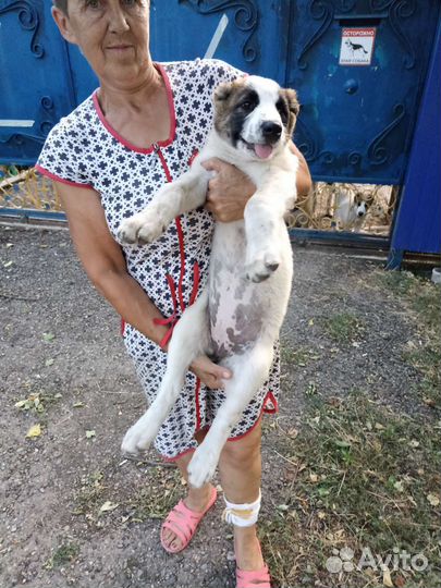 Щенки сао алабай