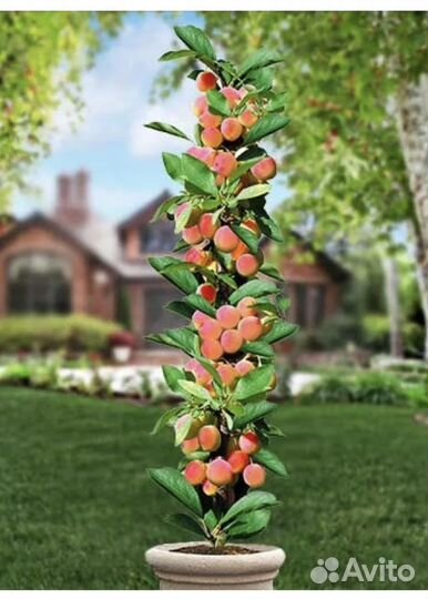 Абрикос колоновидный