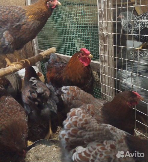 Виандот золото-голубо-окаймлённый