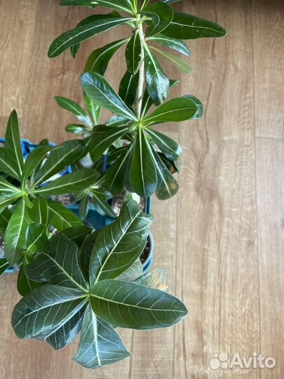 Адениум (роза пустыни, бонсай)