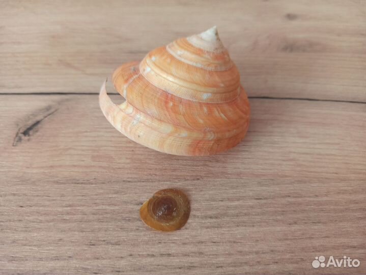 Морская раковина