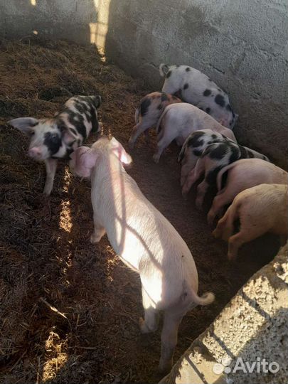 Поросята ландрас дюрок