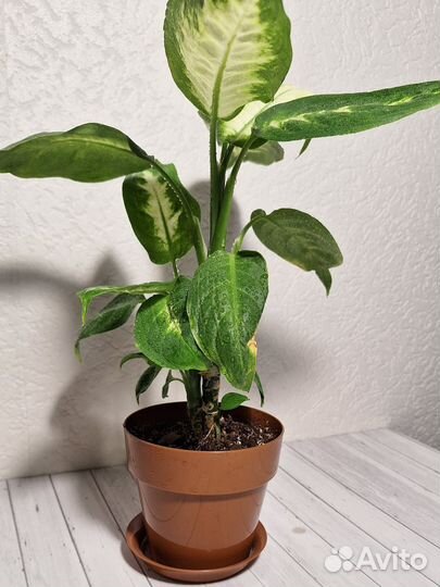 Цветы,растения