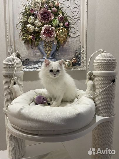 Шотландский кот окрас поинт