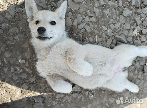 Отдаем в добрые руки щенка