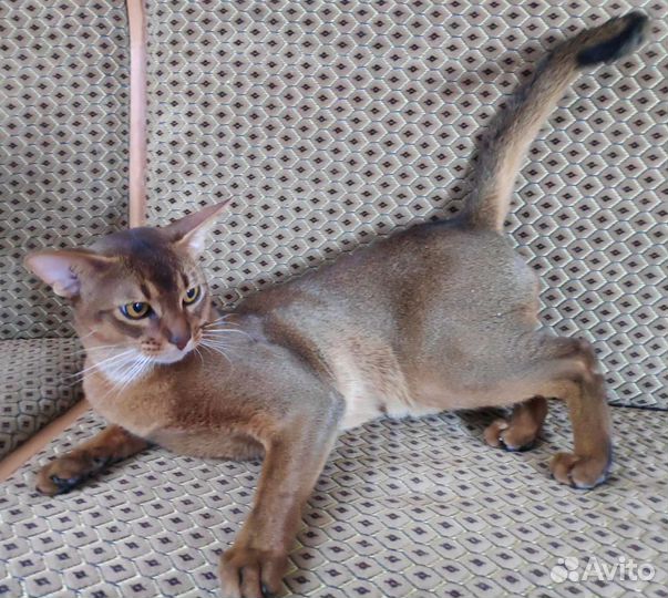 Аби кот - вязка. Возможна продажа