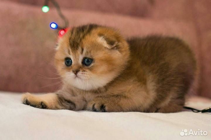 Шотландские вислоухие котята золотая шиншилла