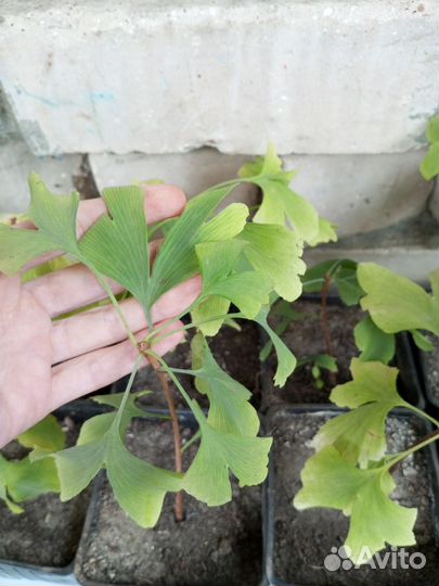 Гинко билоба