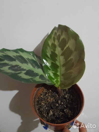 Калатея хелен кеннеди
