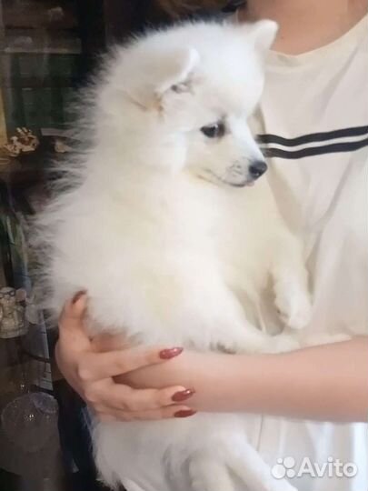 Японский шпиц