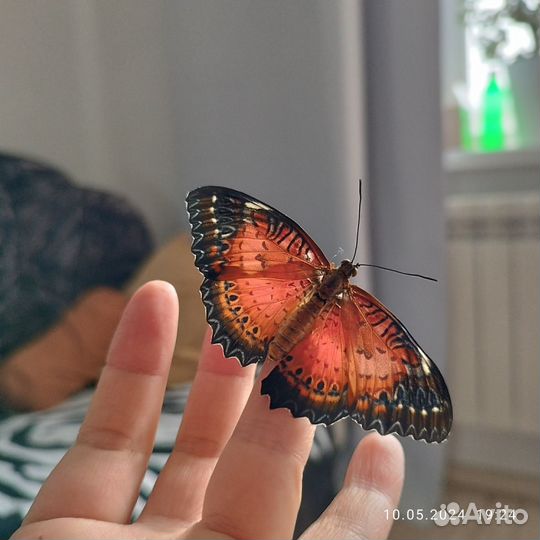 Живые бабочки для букета