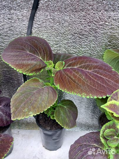 Цветы колеусы