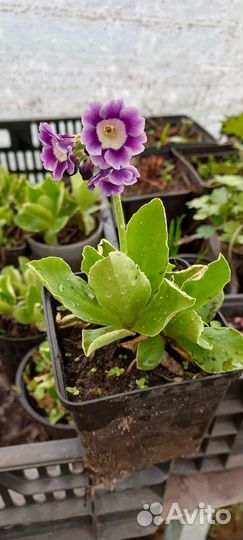 Примула ушковая