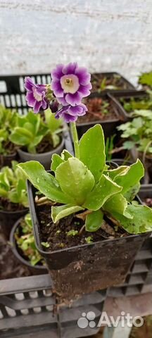 Примула ушковая