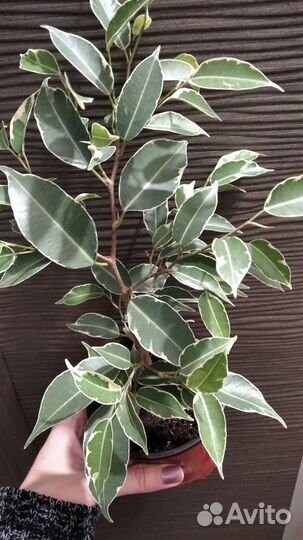 Фикус Нина