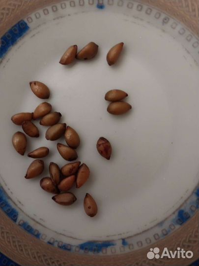 Семена Магонии Падуболистой