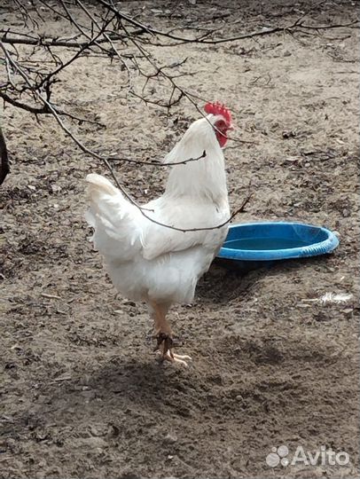 Продам петухов