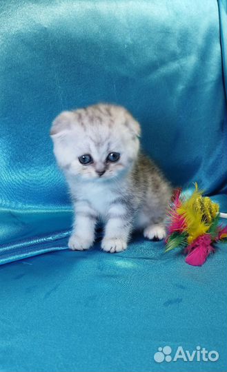 Шотландские котята. Фолд и Страйт