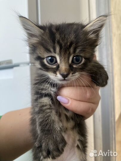 Отдам домашних котят