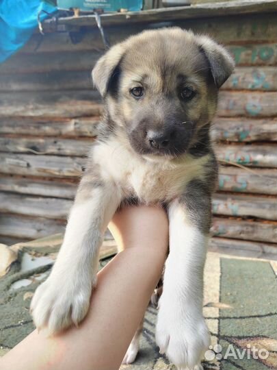 Щенки 1.5 месяца