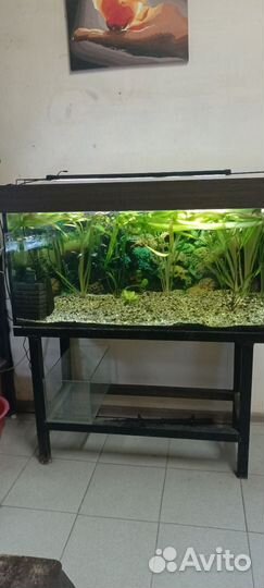 Аквариум