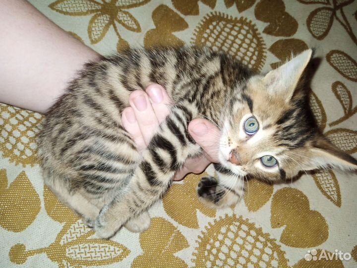 Бенгальская