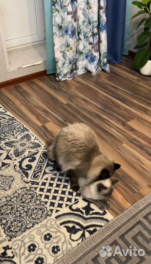 Котик на вязку