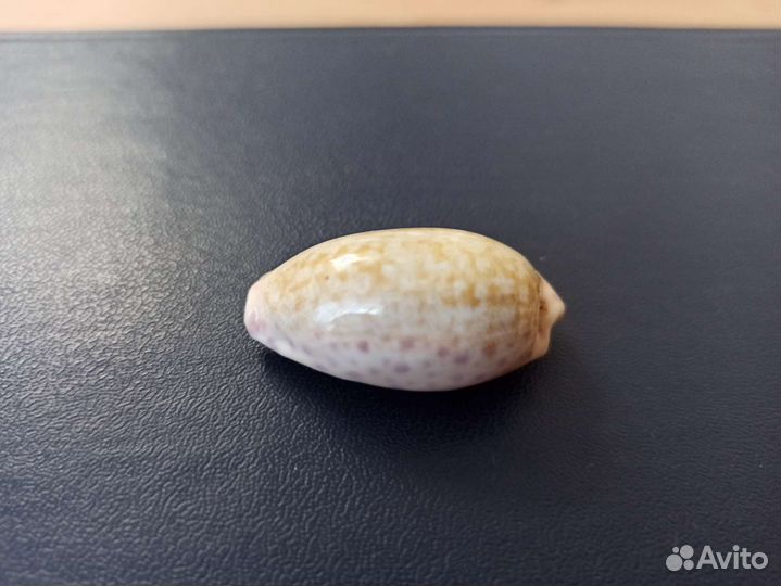 Морская раковина