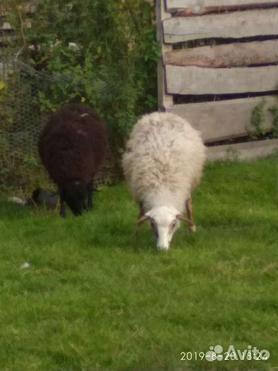 Машинка для стрижки овец