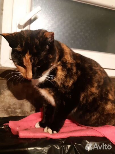 Стерилизованная кошечка ищет дом