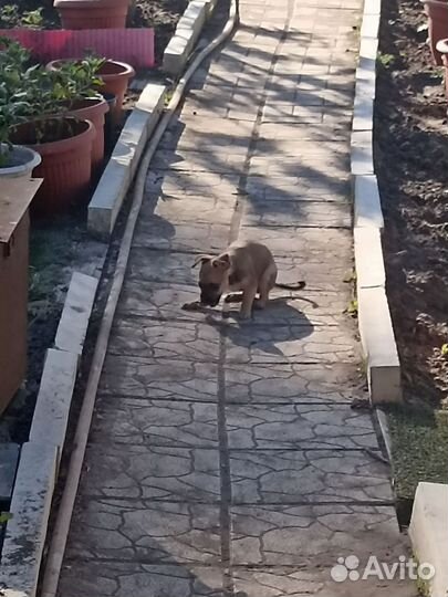 Собаки щенки маленькой породы