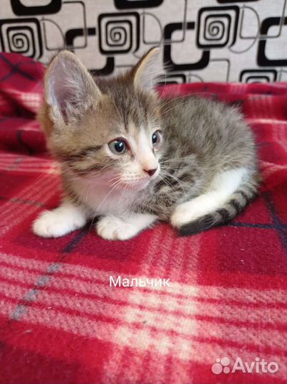 Котята лесного окраса бесплатно