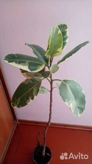 Фикус каучуконосный вариегатный