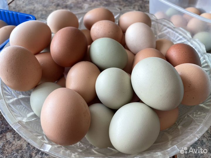 Домашние куриные яйца