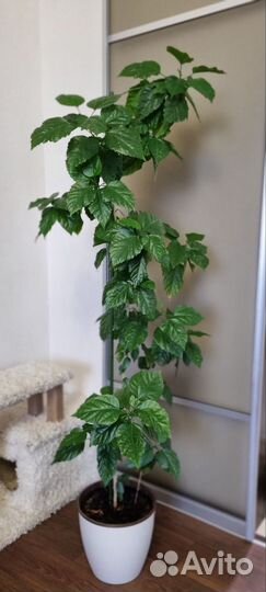 Фикус Бенджамина и Гибискус- китайская роза