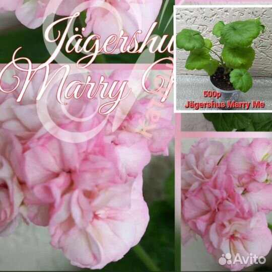 Пеларгония герань сортовая