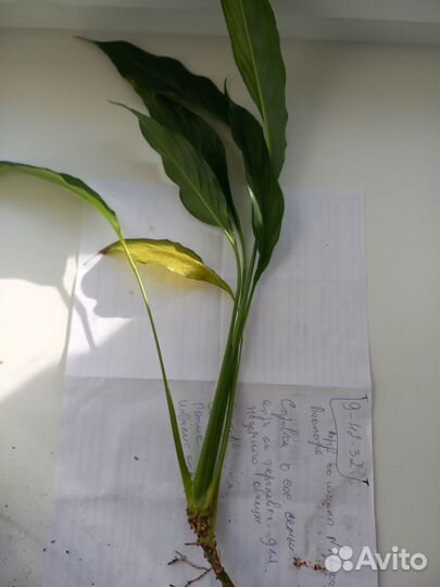 Цветок Спатифиллум