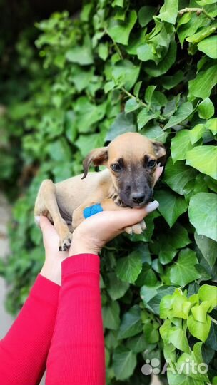 Маленькая собака бесплатно