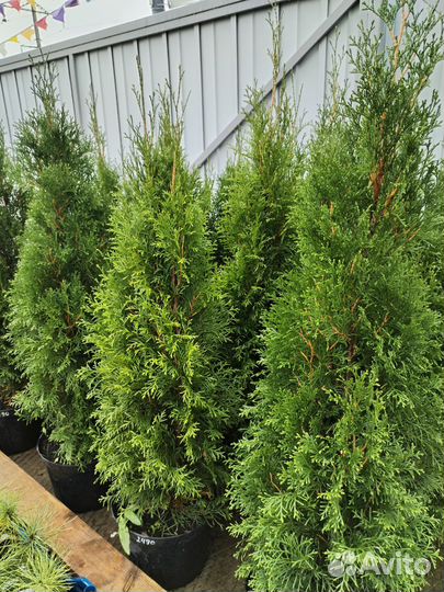 Горная сосна Пумилио, можжевельники