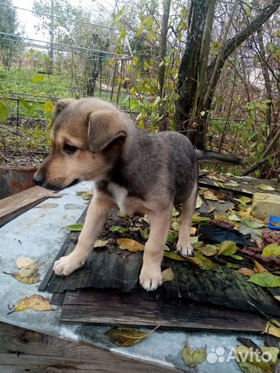 Щенки в добрые руки